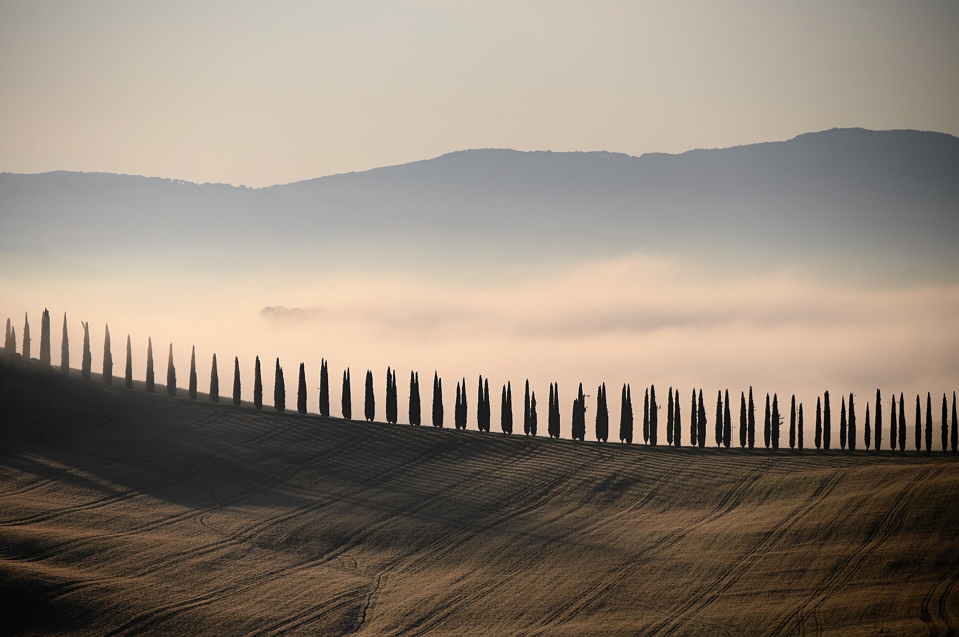 Hajnali köd és ciprussor a toszkán Val d'Orcia dombjai között