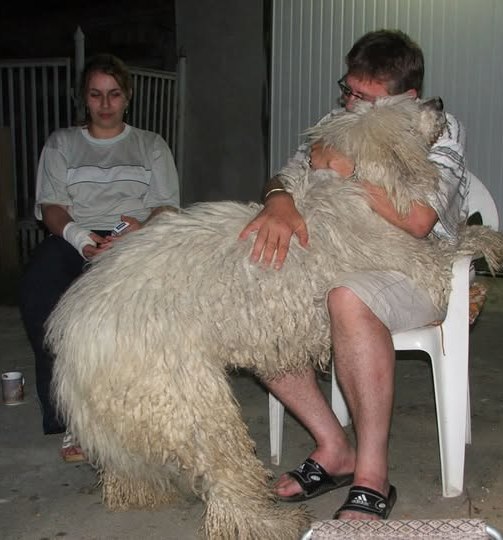 Egy nagy termetű komondor egy férfi ölében ül, mellettük egy fiatal nő